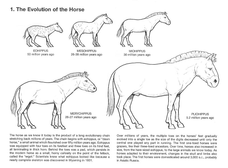 horses-horse-evolution-and-brief-history-horses-evolution